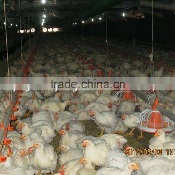 2015 Hot Sale Professional Chicken Farm Project Poultry Farming Equipment for Sale