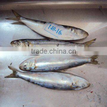 Frozen Sardine For Bait