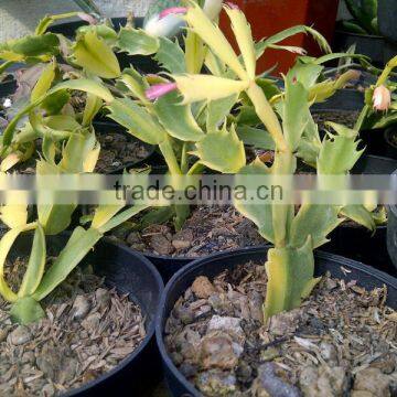 Schlumbergera Variegated Cactus Plant photo-2