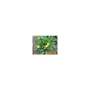 dandelion extract(sales25 at lgberry dot com dot cn)