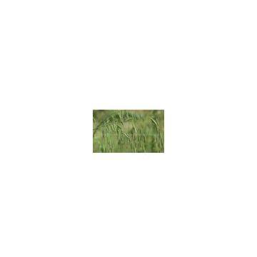 Oat Straw Extract 10:1