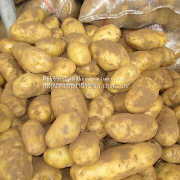 Fresh Potato photo-3