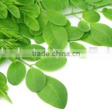 Moringa Dried leaves for bulk export