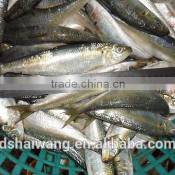 China Exporter Frozen Sardinella lemuru fish