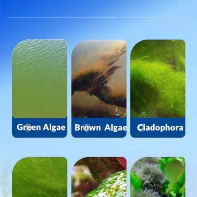 Algaecide For Metal Cutting Fluids/Pool/Aquarium/ CAS NO.31075-24-8 photo-2