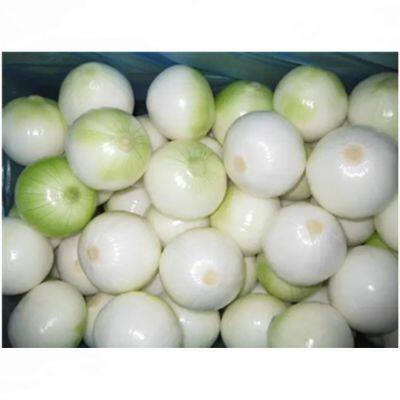 Shanghai Automatic Green Onion Cutter Machine for Hotels and Retail Core Components