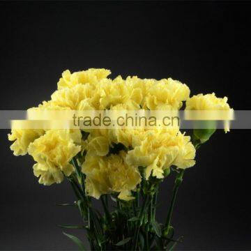 Quality Liberty carnation for export