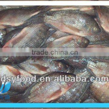 Frozen Black Tilapia