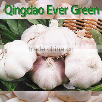 New Crop Chinese Fresh White Garlic