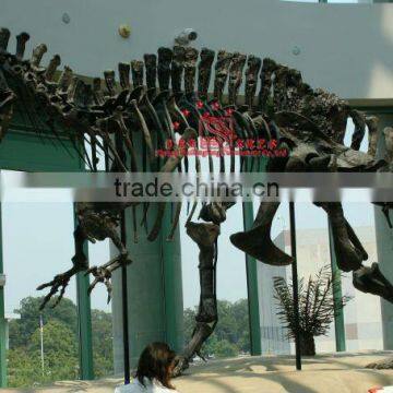 Simulation Dinosaur Skeleton Fossil Of Acrocanthosaurus