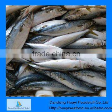 frozen horse mackerel price