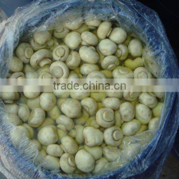 Perserved Champignon Mushroom in big drum