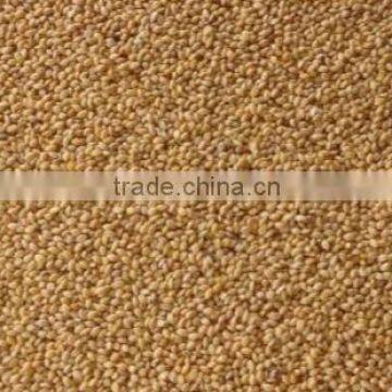 Organic Foxtail Millet/ Kakum/ Kangni