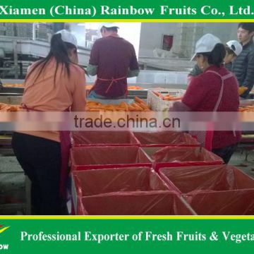 Fresh new cheaper red carrot from xiangan Xiamen