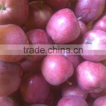 fresh apple for 2014 crop high quality Shandong