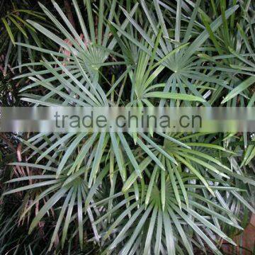 Natural Plant Rhapis Gracilis photo-4