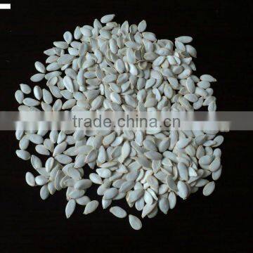 2016 crop Snow White Pumpkin seeds in shell 13cm