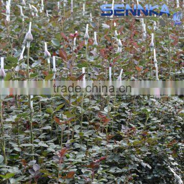 Quality Fresh Cut Flower in China /design Roses/jasmine/decorative Natural Flowers photo-6