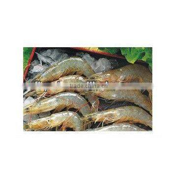 Cat Food Kitten and Pregnant Lactating Adult Cat Formula photo-5