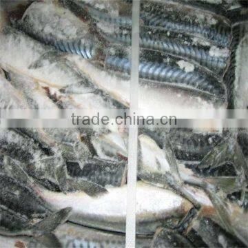 best fresh cooking mackerel fish