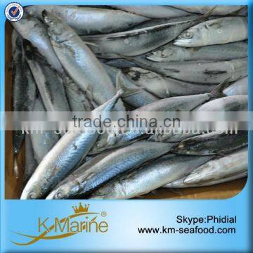 Frozen Mackerel Fish of China Seafood Supplier