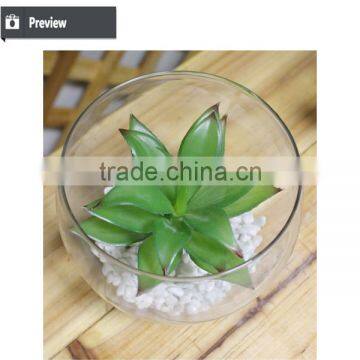 Mini Succulent Plants Bonsai High Quality Succullent Plants photo-4