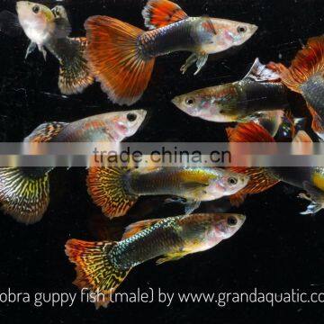 Cobra Guppy for Freshwater Aquarium Fish Export Company From Thailand
