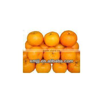 Ponkan/mandarin Orange for New Year photo-6