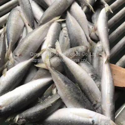 BQF IQF Whole Round Scad Mackerel Frozen Horse Mackerel Fish photo-3