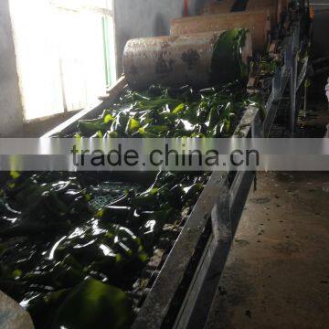 Hot Sale Frozen Seafood Seaweed Salted Laminaria Kelp Buyers photo-3