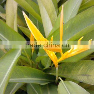 Fresh color Golden Bird fresh cut leaves