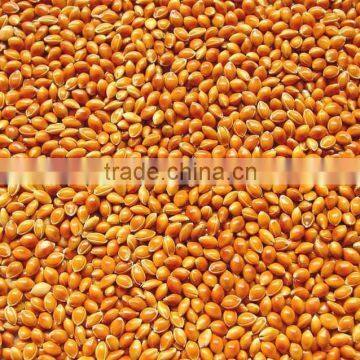 YELLOW MILLET