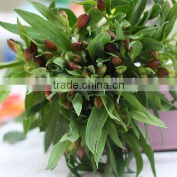 Wide Varieties Top Sell High Quality Fresh Cut Flower Peruvian Lily photo-2