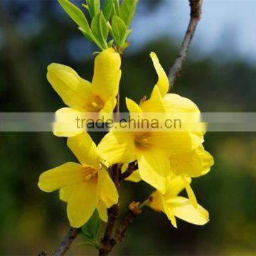 100% Pure and Natural Chinese Weeping Forsythia Herbal Oil