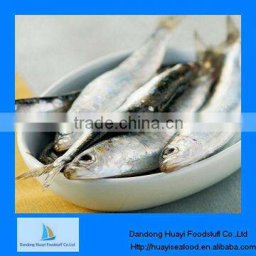 Fresh fish wholesale fresh frozen sardine