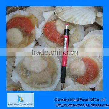 Frozen IQF scallop