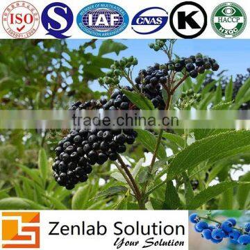 Elderberry powder Sambucus williamsii Hance Extract