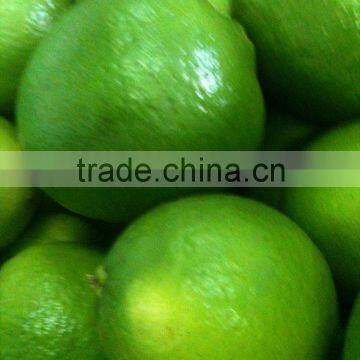 FRESH GREEN LIME FROM VIETNAM - HIGH QUALITY