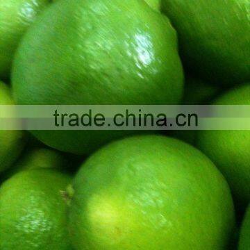 FROZEN LIME FRUIT ( WHATSAPP : 0084907920885 ) photo-2