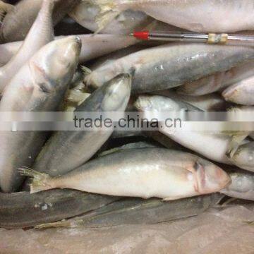 Frozen IQF round scad 8-10pcs/kg.