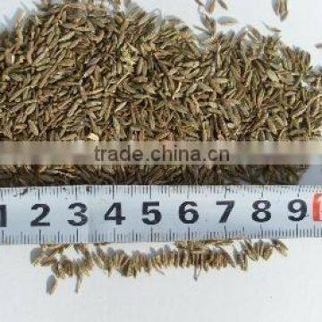 chinese cumin seeds