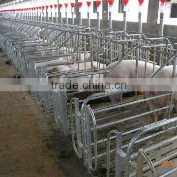 Pig feeding system auger feeding system