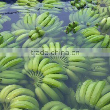Vietnam's Fresh Banana Hot for Sales