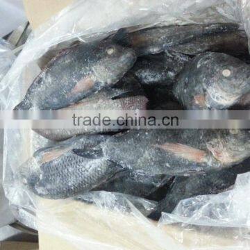 FROZEN BLACK TILAPIA WHOLE ROUND photo-2