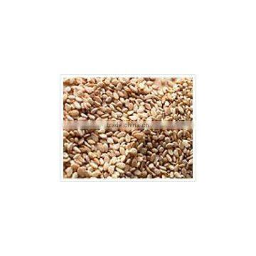 Sesame Seed photo-3