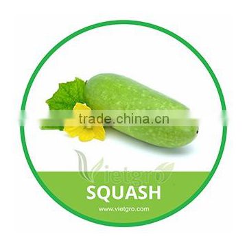 HIGH QUALITY FRESH SQUASH GOURD