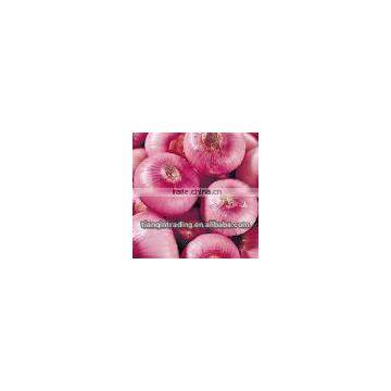 High Quality Fresh Red Onion