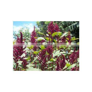 Dried Amaranth Leaves / Powder photo-3