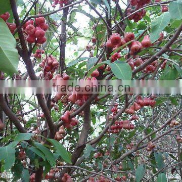 Taiwan Delicious Wax apple (Eugenia javanica Lam) Fruit