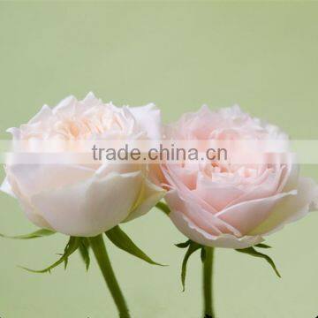 Fresh cut flowers suppliers white rose flowers